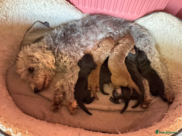 Bedlington Terrier dogs - Advert 13