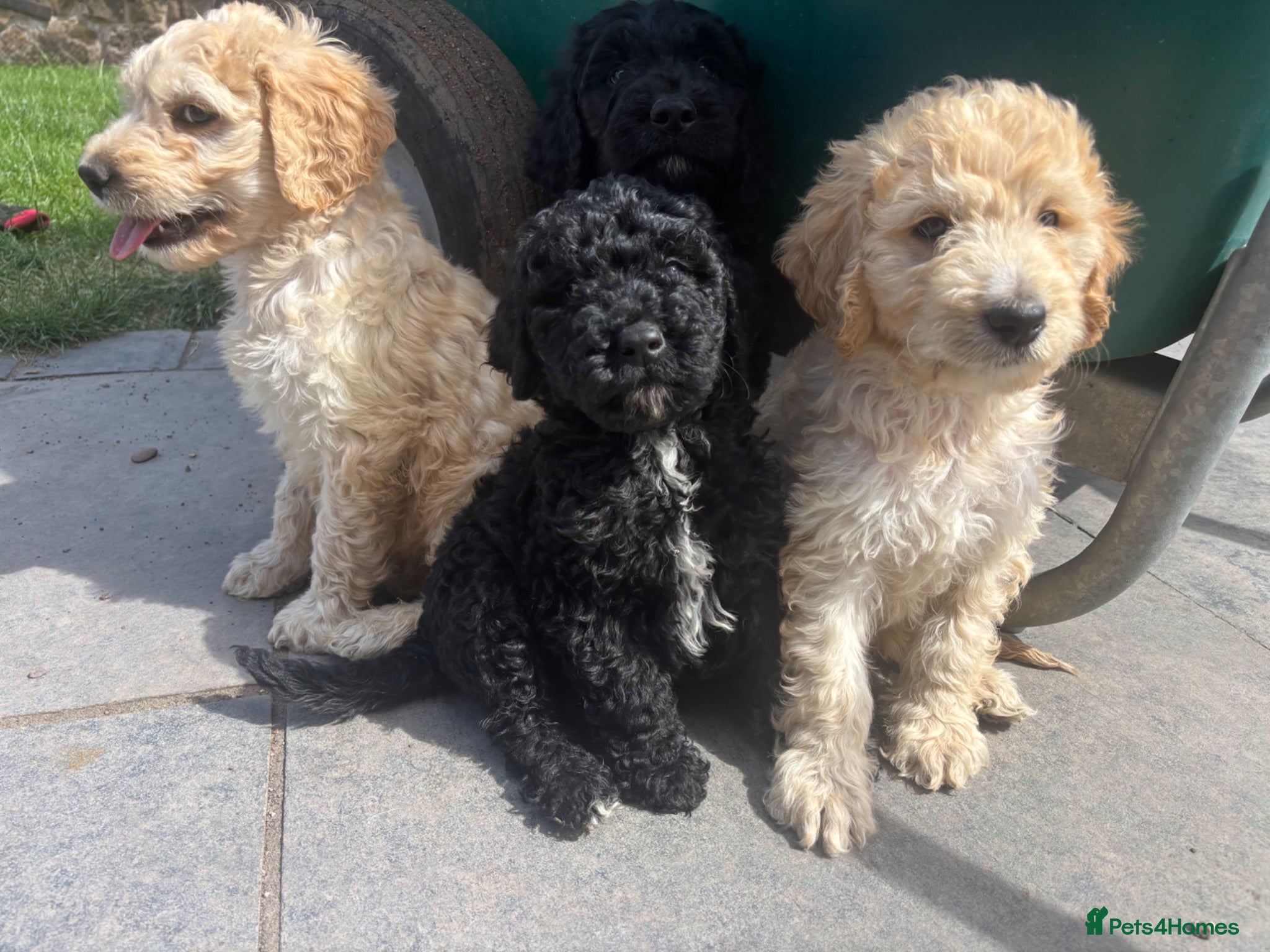 Goldendoodle dogs Beautiful Goldendoodles - Advert 1