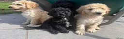 Goldendoodle dogs for sale: Beautiful Goldendoodles - Advert 1