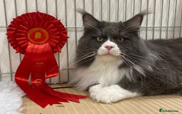 Maine Coon cats for sale: Beautiful Maine Coon Kitten - Champion Lines - Image 23