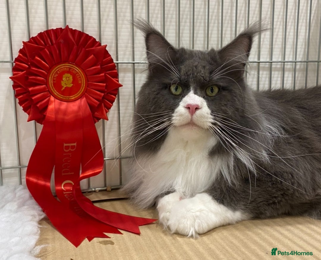 Maine Coon cats for sale: Beautiful Maine Coon Kitten - Champion Lines - Image 23