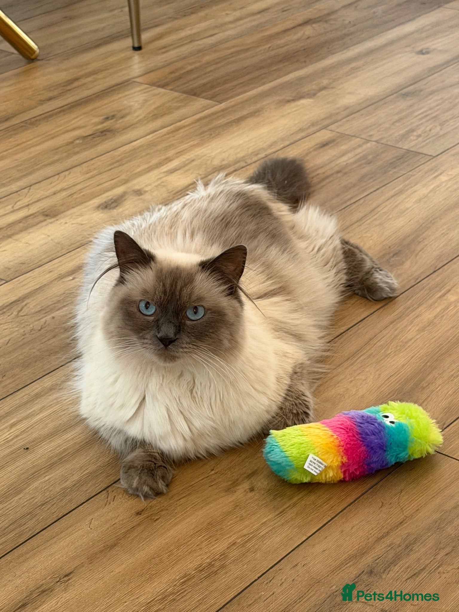 Ragdoll cats Male ragdoll - Advert 3