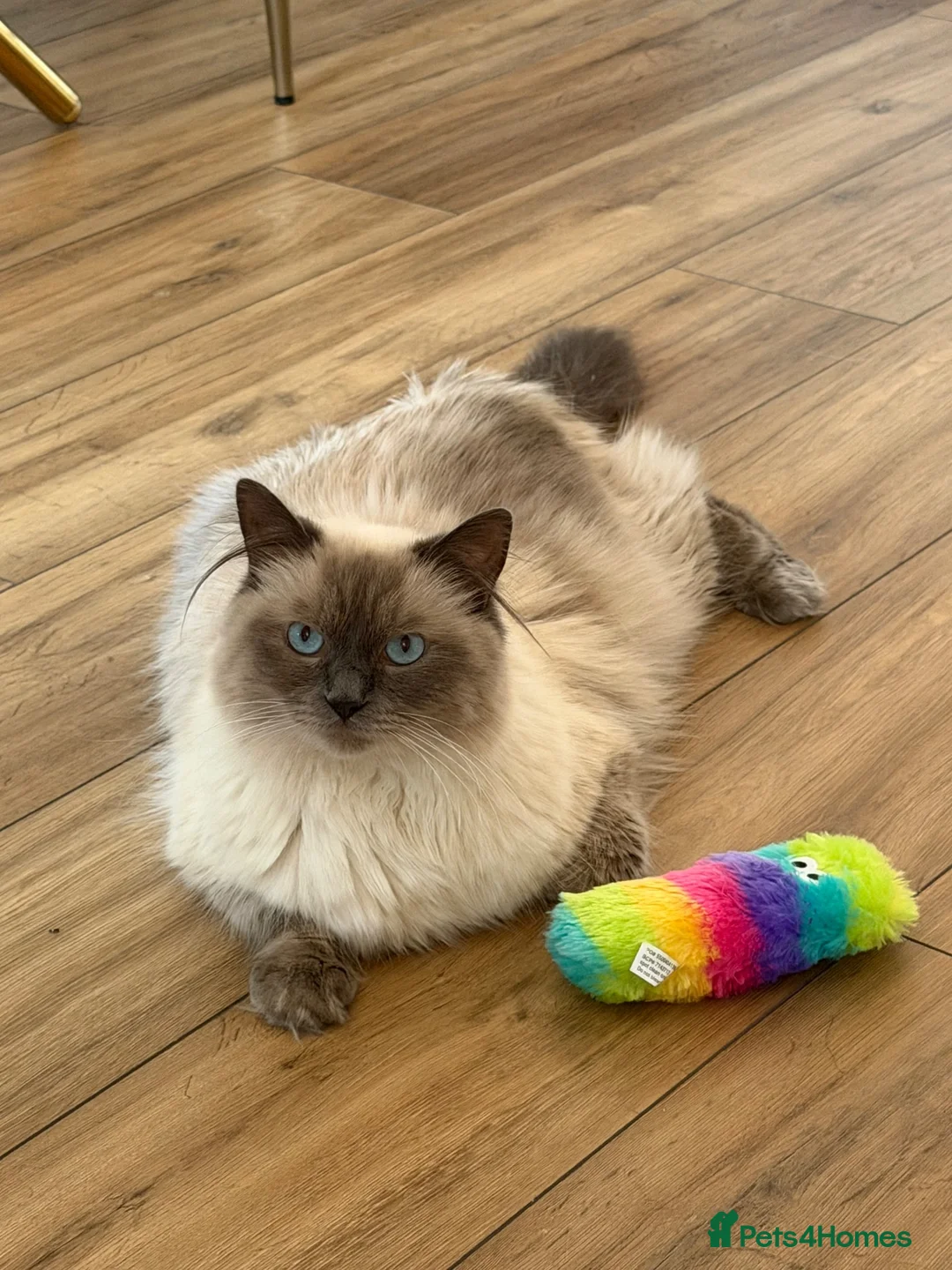 Ragdoll cats for sale: Male ragdoll in Waltham Abbey - Advert 1