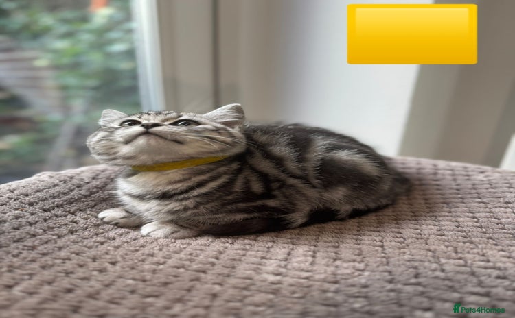 British Shorthair cats - Advert 16