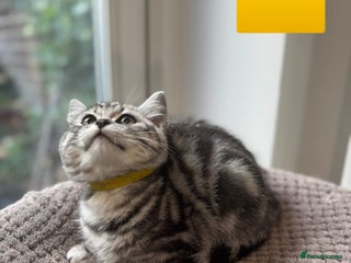 British Shorthair cats - Advert 14