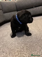 Labrador Retriever dogs Kc black Labrador puppies - Advert 7