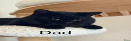 British Shorthair cats for sale: Gorgeous black BSH kittens available.  - Advert 15