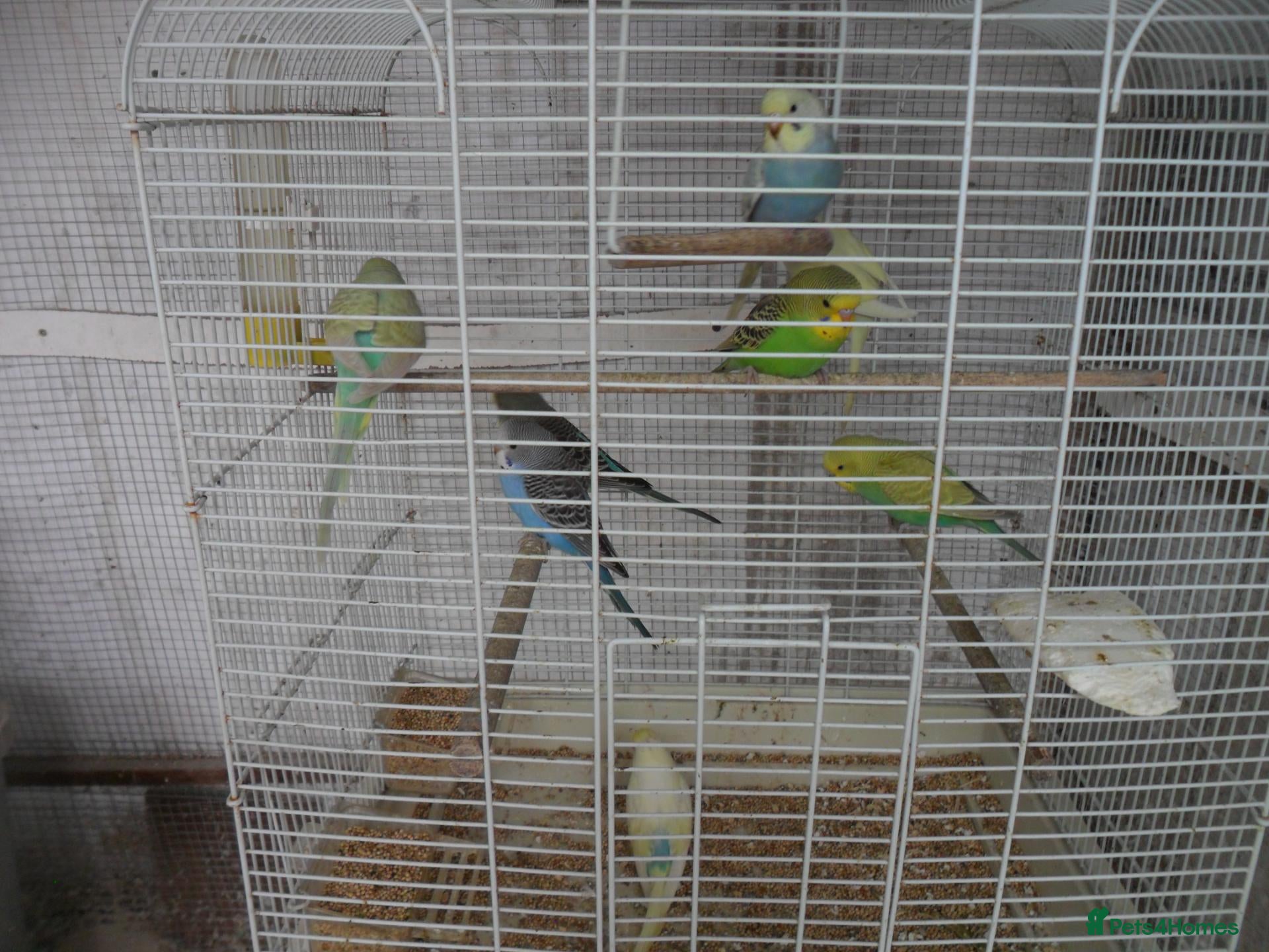 Budgerigars birds BEAUTIFUL BABY BUDGIES - Advert 15
