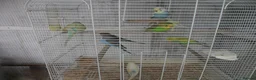 Budgerigars birds for sale: BEAUTIFUL BABY BUDGIES - Advert 1