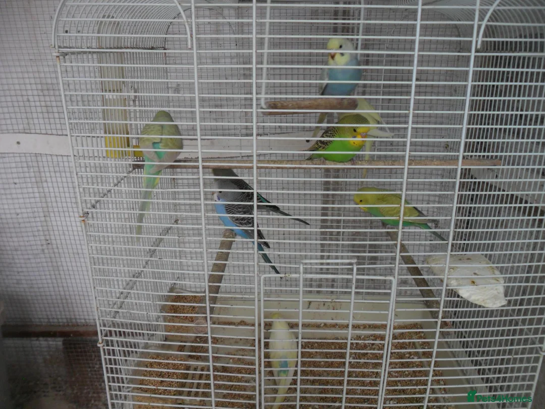 Budgerigars birds for sale: BEAUTIFUL BABY BUDGIES - Advert 1