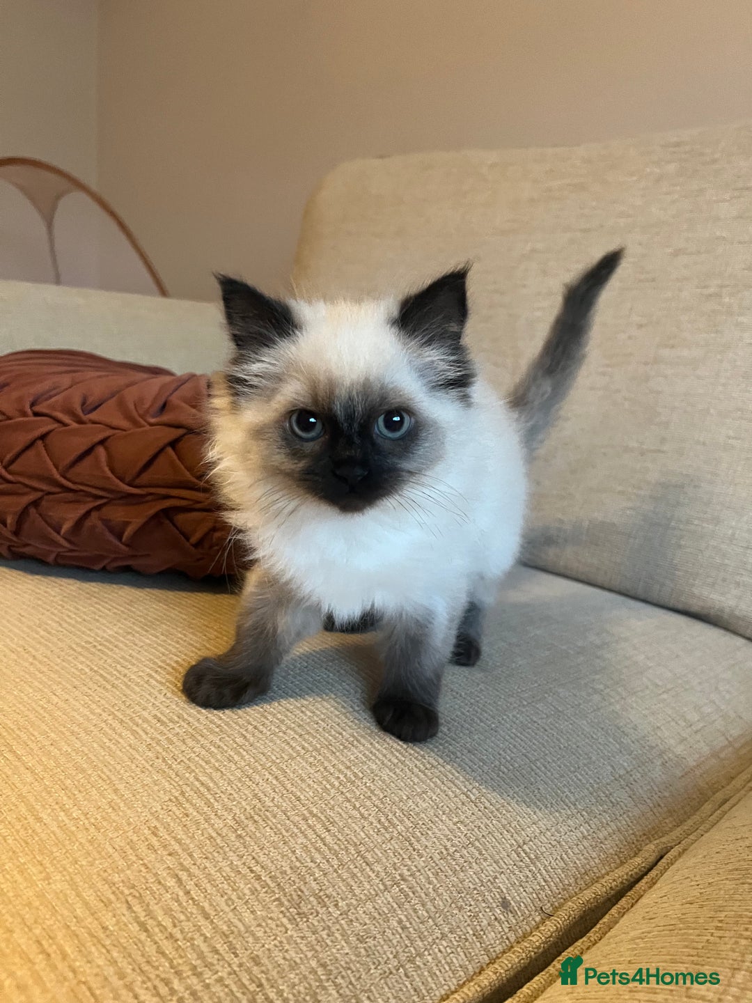 Ragdoll cats for sale: Adorable Ragdoll Kittens - Advert 5