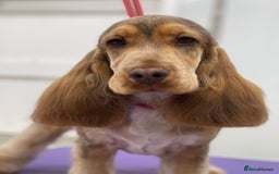 Cavapoo dogs for sale: F1 Sable Cockapoo litter arrived - Image 1