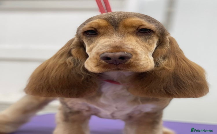 Cavapoo dogs - Advert 14