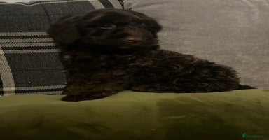 Cockapoo dogs - Advert 9