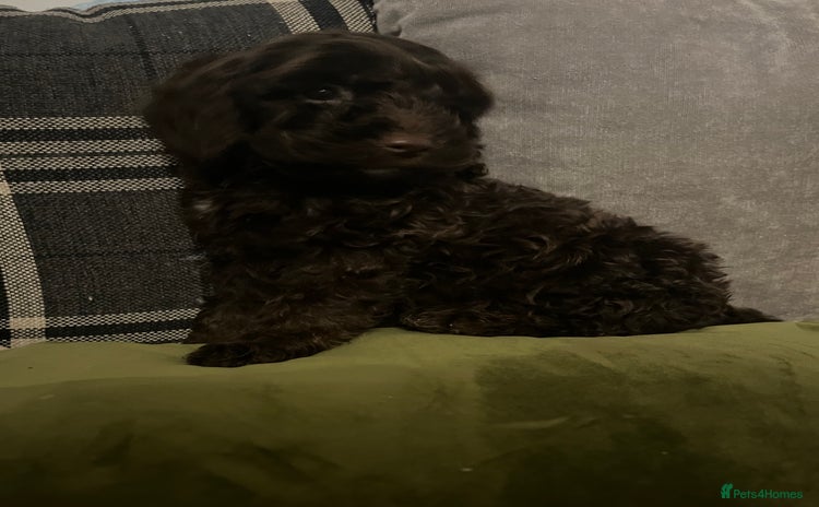 Cockapoo dogs - Advert 1