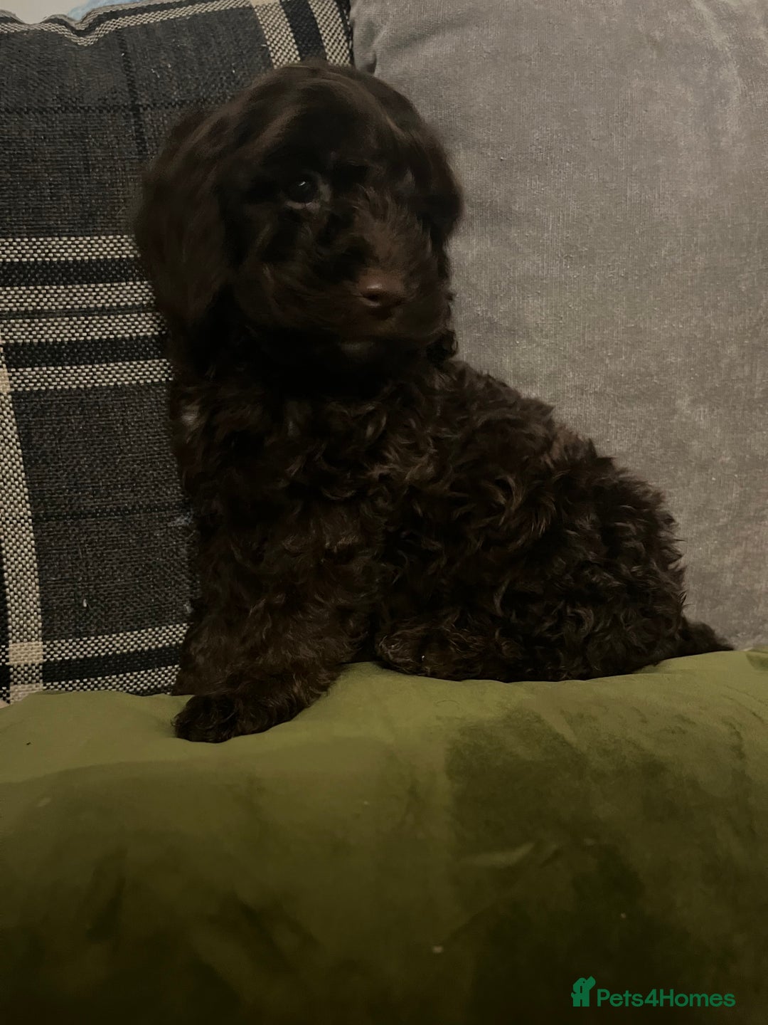 Cockapoo dogs for sale: Amazing cockerpoo pups for sale  - Image 1
