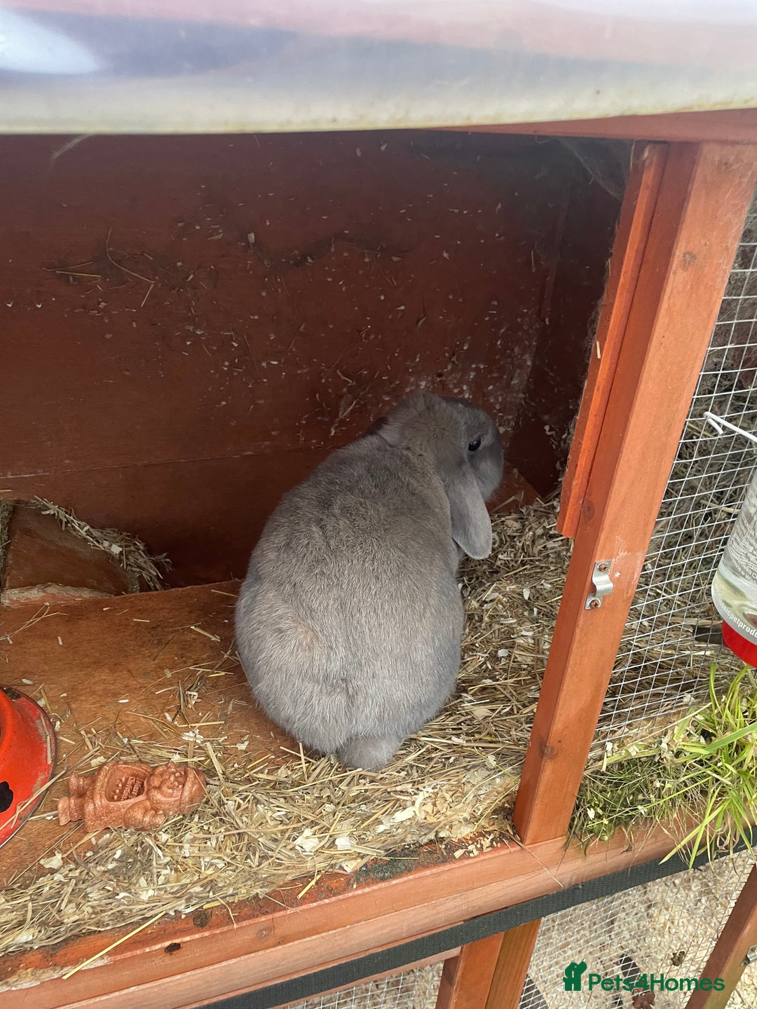 Mixed Breed rabbits for sale: Rabbits for rehome  - Advert 4