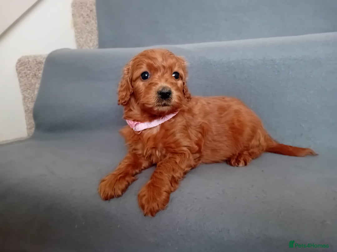 Goldendoodle dogs for sale: Gorgeous F1b Goldendoodles - Advert 4