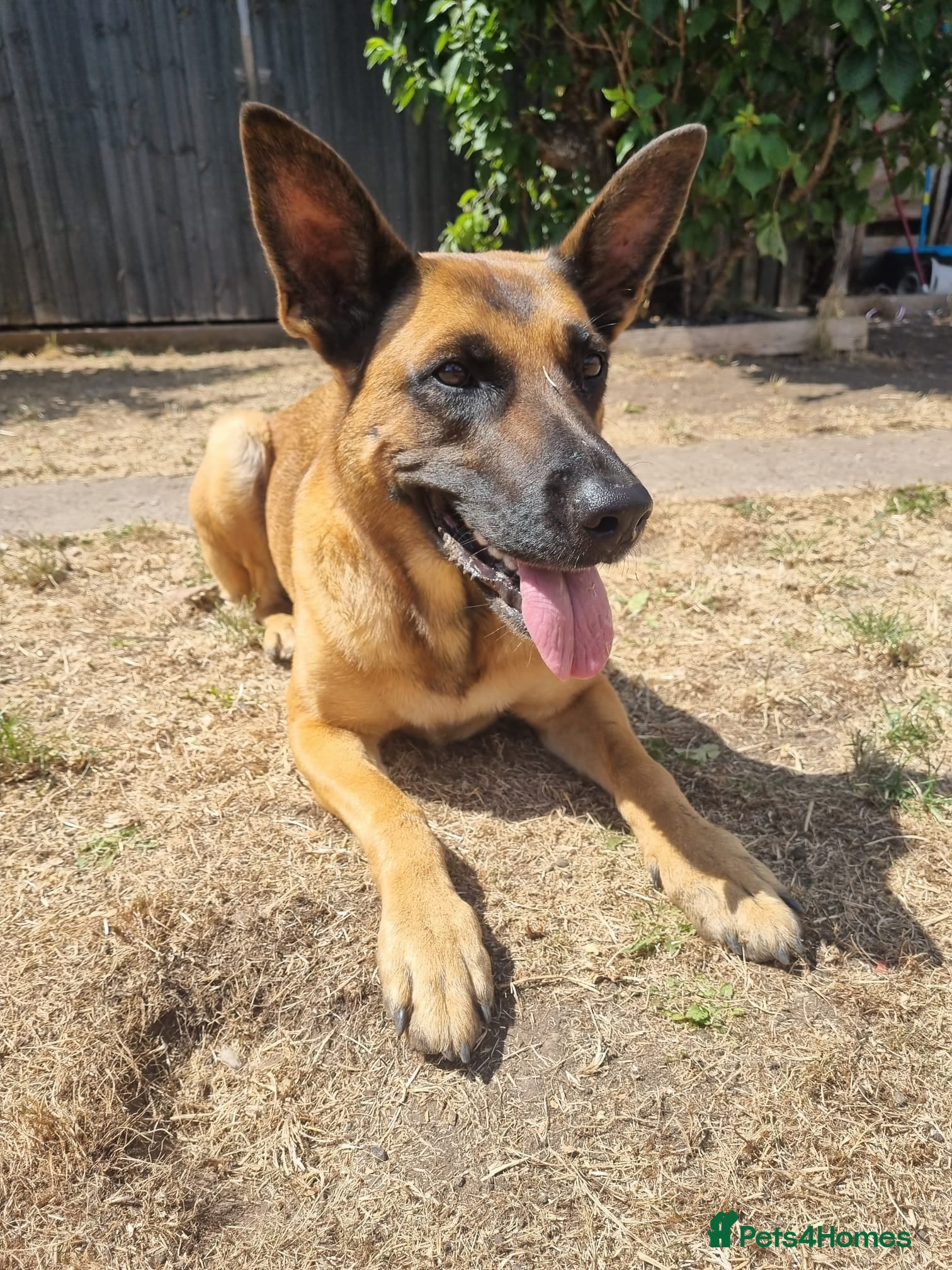 Belgian Shepherd Dog dogs Belgian shepherd female 5 year old - Advert 4