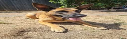 Belgian Shepherd Dog dogs for sale: Belgian shepherd female 5 year old - Advert 1