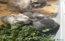 Mini Lop rabbits for sale: Extremely friendly mini lop babies for sale  - Image 15