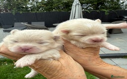 Pomeranian dogs for sale: BEAUTIFUL POMERANIAN PUPPIES  - Image 27