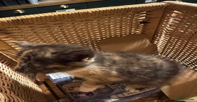 Mixed Breed cats - Advert 13