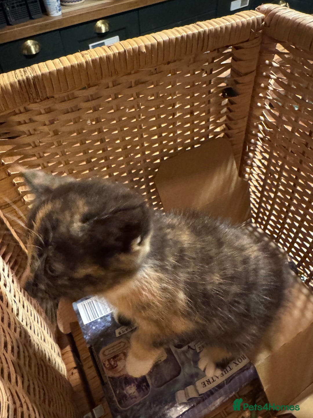 Mixed Breed cats for sale: Adorable Kittens  - Image 3