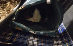 Guinea Pig rodents for sale: 2 x male guinea pigs  - Image 5