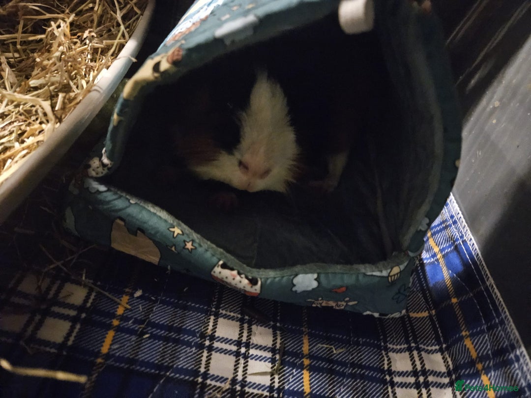 Guinea Pig rodents for sale: 2 x male guinea pigs  - Image 5