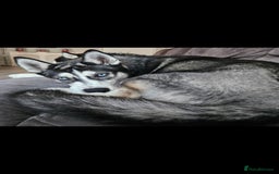 Siberian Husky dogs for sale: Please read! 2 siberian husky puppies for sale - Image 6