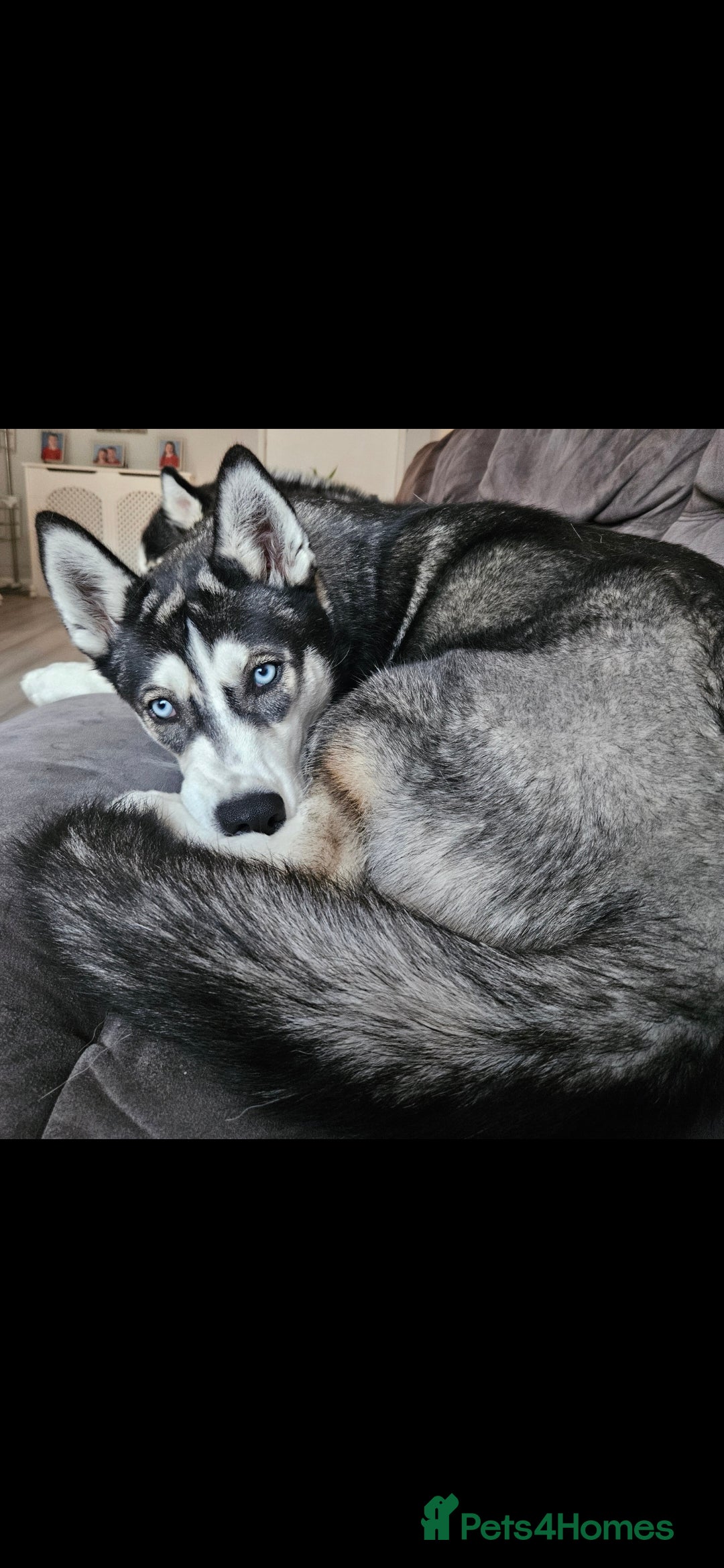 Siberian Husky dogs for sale: Please read! 2 siberian husky puppies for sale - Image 6