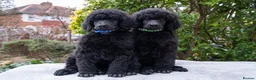 Standard Poodle dogs for sale: Seven Wonders of Standard Poodle Puppies - Advert 7