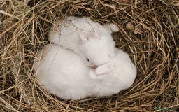 Netherland Dwarf rabbits for sale: Netherland Dwarf REW WHITE & Chinchilla GREY - Image 7