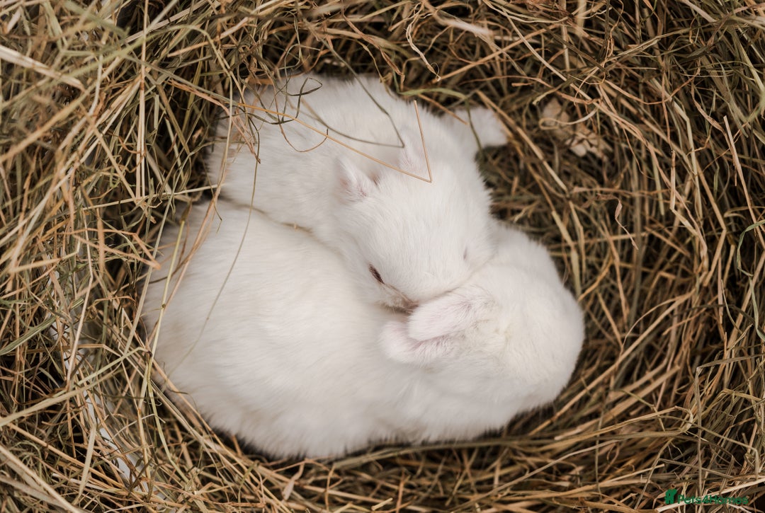 Netherland Dwarf rabbits for sale: Netherland Dwarf REW WHITE & Chinchilla GREY - Image 7