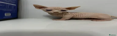 Sphynx 1