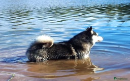 Pomsky dogs for sale: Very Tiny F4 Pomskys  - Image 11