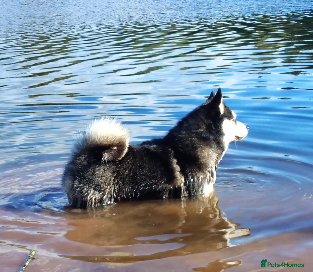 Pomsky dogs for sale: Very Tiny F4 Pomskys  - Image 11