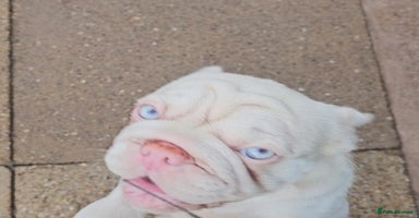 French Bulldog dogs - Advert 5