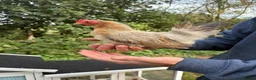 Chickens poultry for sale: Serama Bantam Chickens - Advert 8