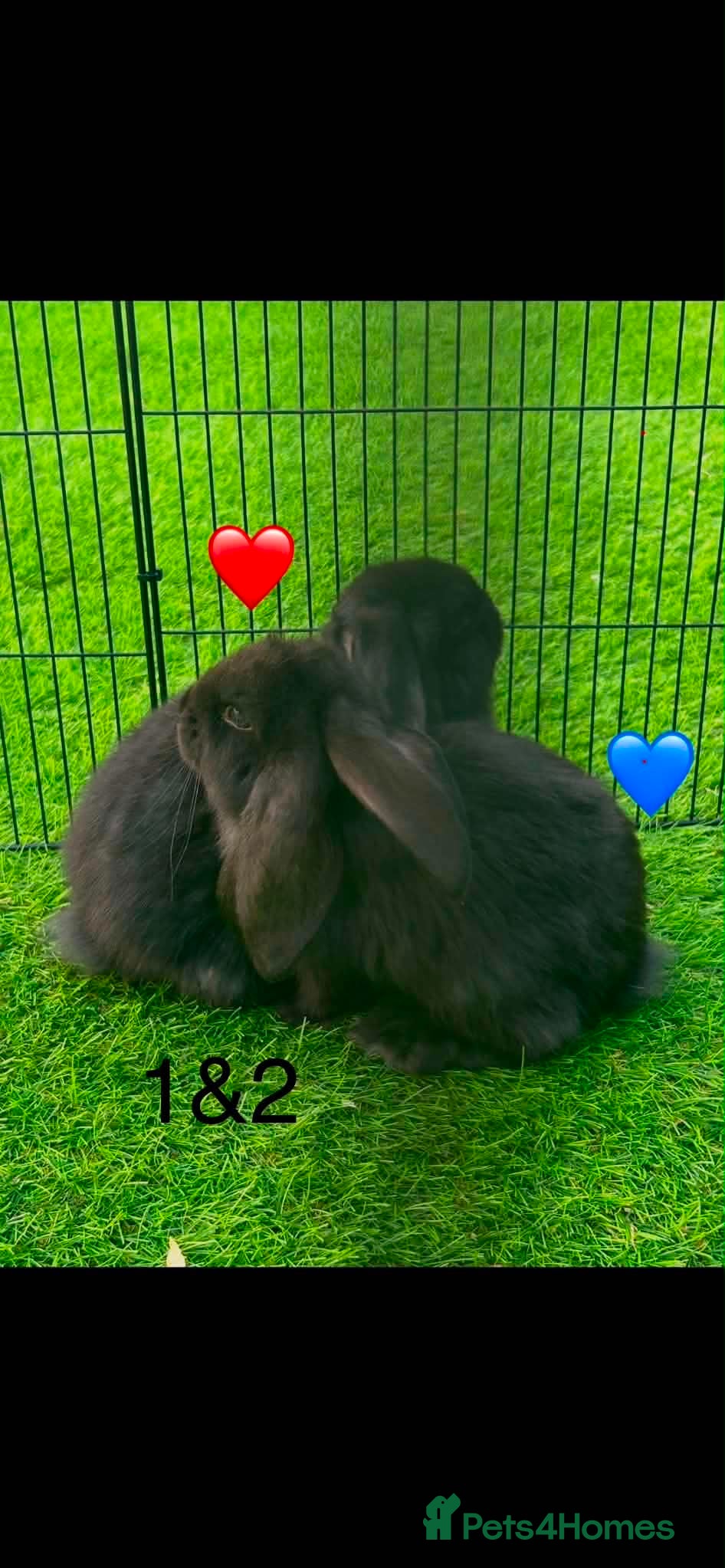 French Lop rabbits Pure French lop - Advert 2