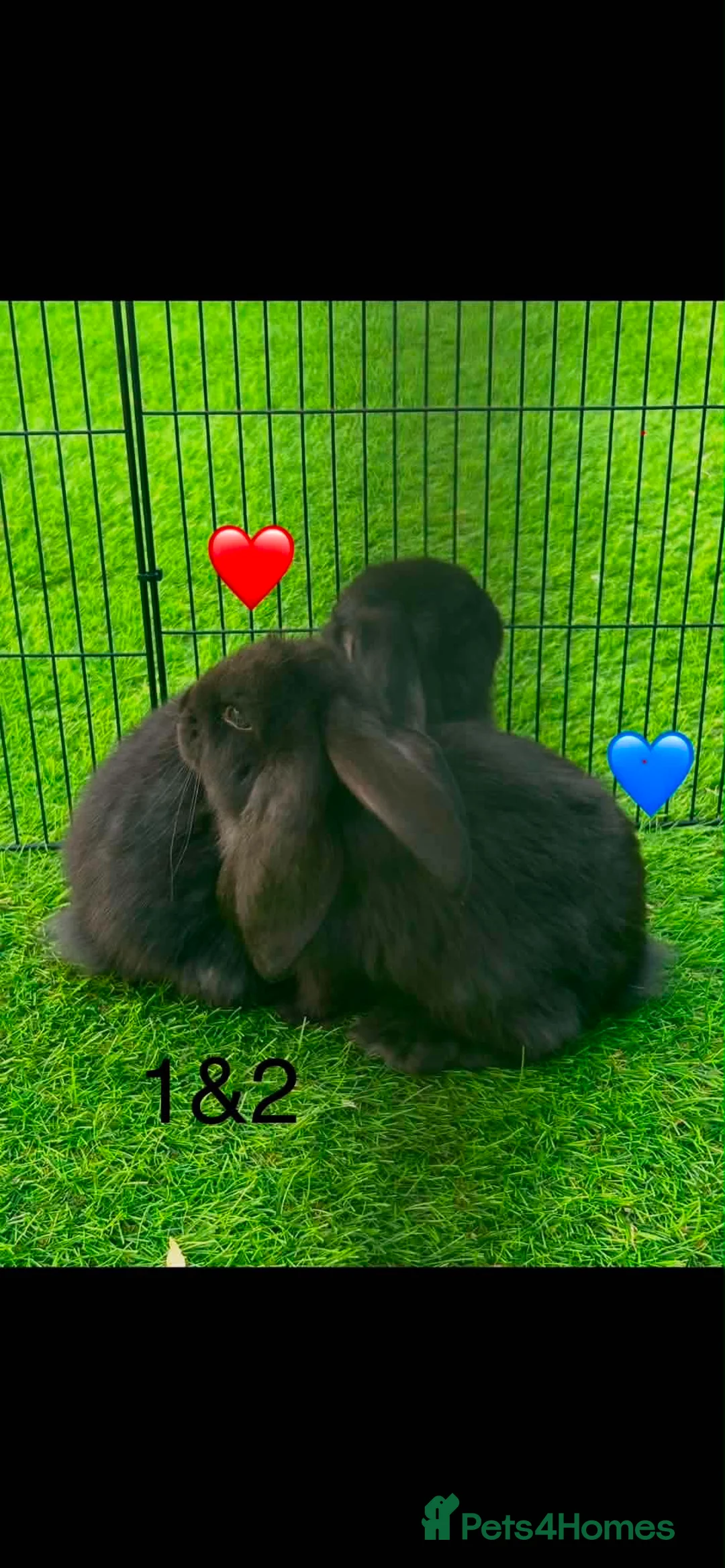 French Lop rabbits for sale: Pure French lop - Advert 2