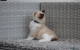 Ragdoll cats for sale: 🐈✨ Tica Registered Ragdoll Kittens in Tamworth - Image 25