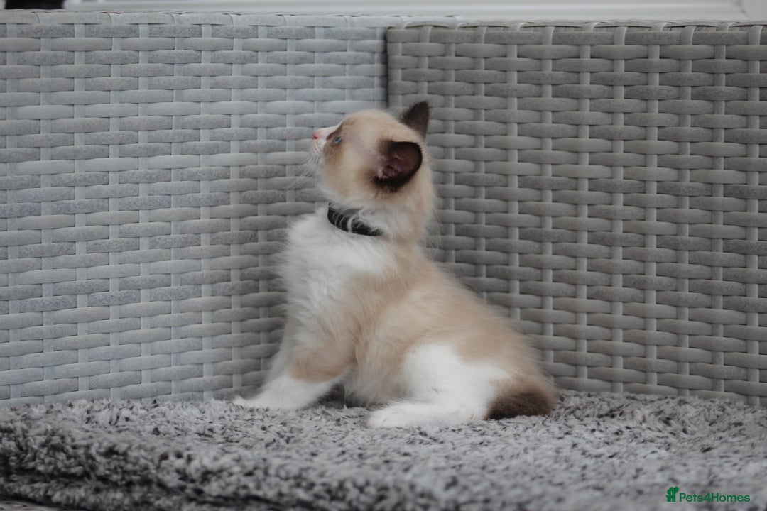 Ragdoll cats for sale: 🐈✨ Tica Registered Ragdoll Kittens in Tamworth - Image 25