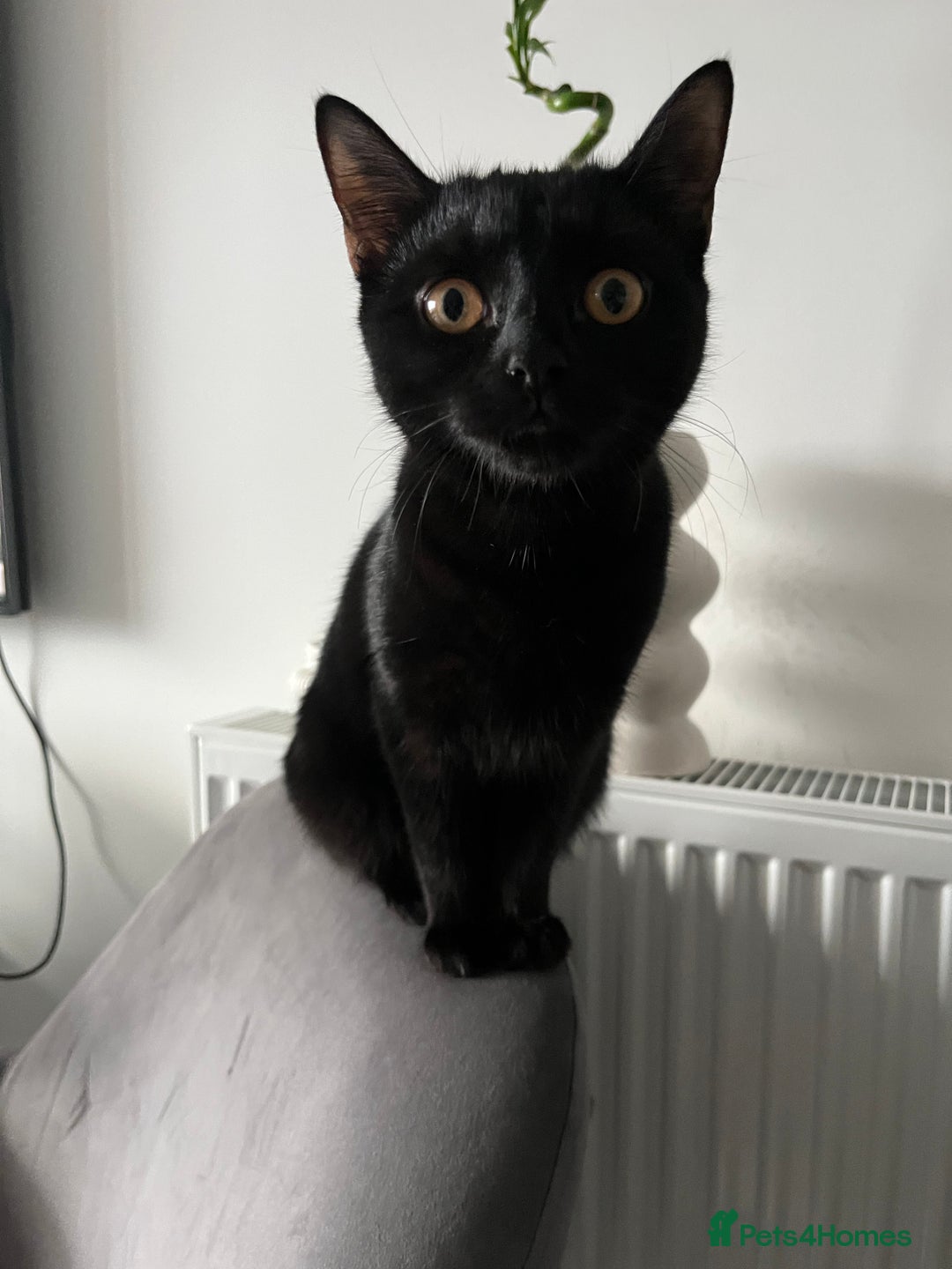 British Shorthair cats for sale: Bonded Sister Kittens for Rehoming - Advert 10