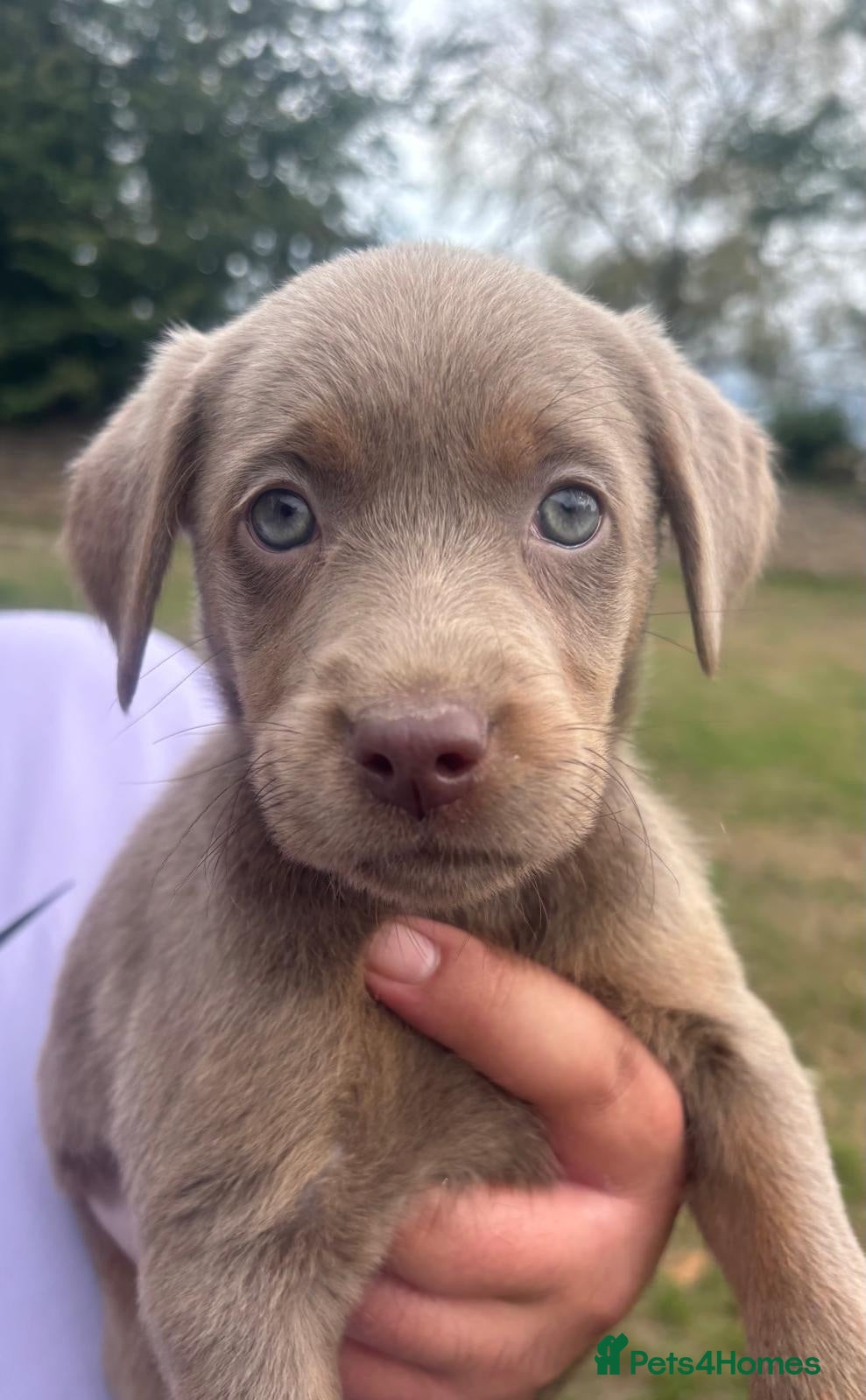 Labrador Retriever dogs READY TO LEAVE NOW! Beautiful Silver Labrador’s  - Advert 1