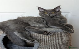 Maine Coon cats for sale: Maine coon kitten. Tica registered - Image 2