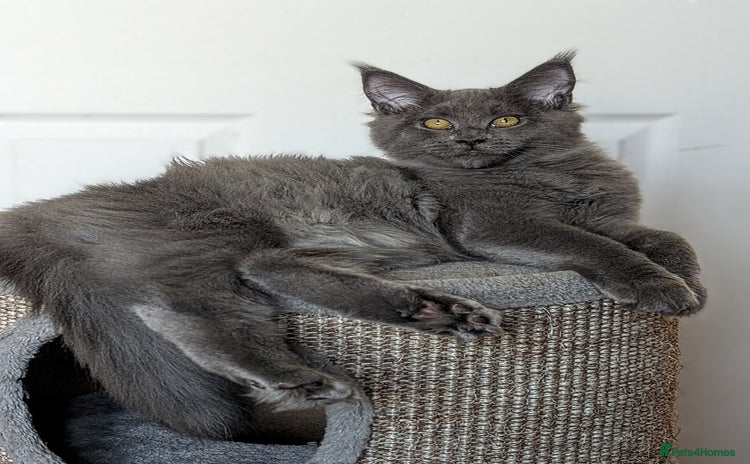 Maine Coon cats - Advert 14