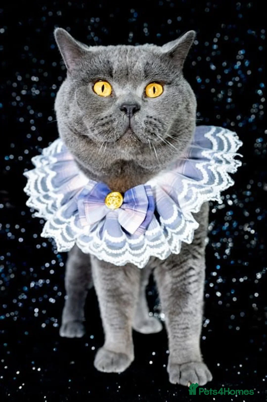 British Shorthair cats for sale: 4 month old GCCF British Short Hair - LILAC - Image 4