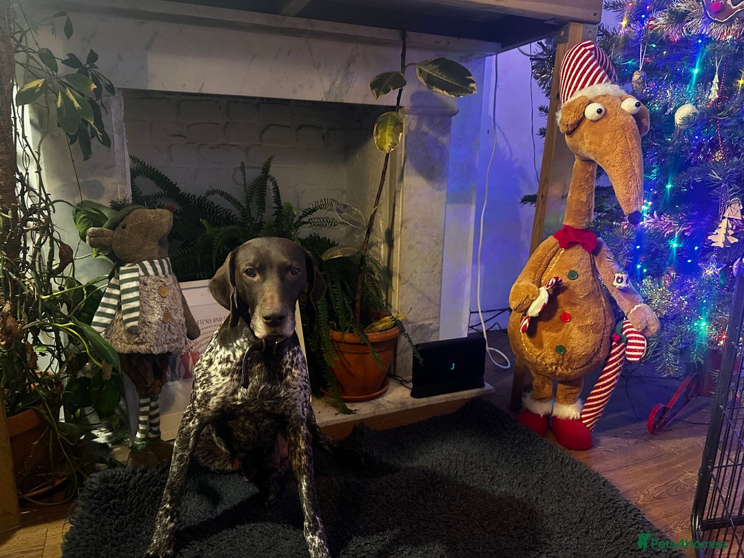 German Shorthaired Pointer dogs for sale: German shorthaired pointer pups - Advert 3